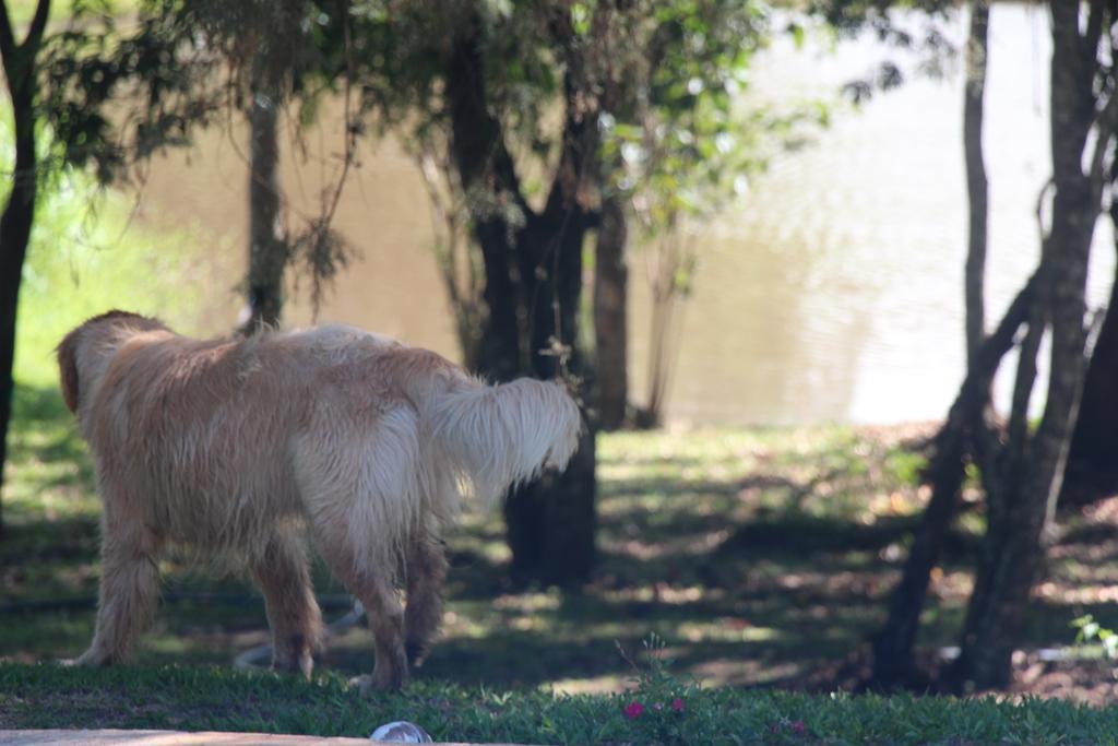 Hospedagem Fazenda Nova America Brotas Exterior foto
